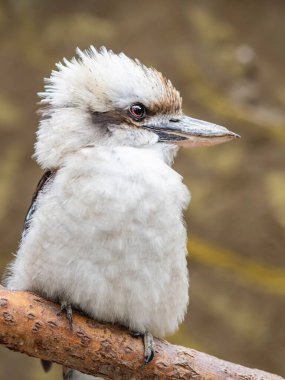 Kookaburra ya da Dacelo gigas 'ın tam boy portresi. Kahverengi doğal arkaplanda karasal ağaç kralı balıkçısı.