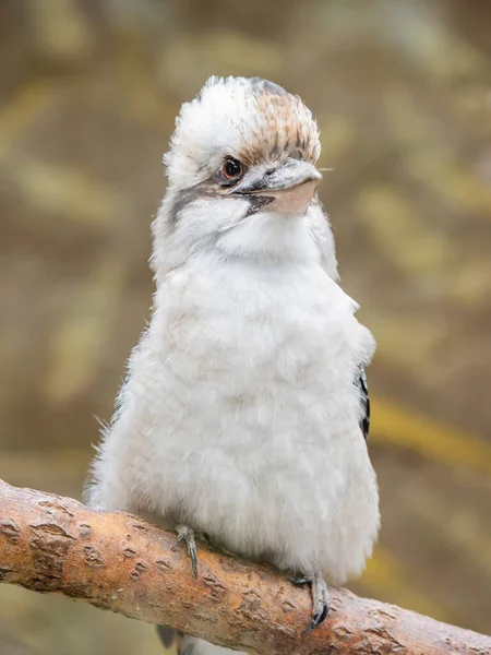 Retrato Completo Kookaburra Dacelo Gigas Árvore Terrestre Kingfisher Fundo Natural — Fotografia de Stock