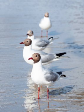 Deniz sörfünde siyah başlı martılar sıraya dizilir. Güneşli bir günde deniz kenarında su kuşları Chroicocephalus ridibundus.  
