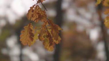 Sarı meşe yapraklı sonbahar arkaplanı. Son yapraklar kıştan önce dökülür. Sonbahar sezonu.