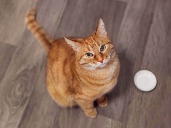 Ginger tabby cat waits for food near empty bowl. Serious pet looks on pet owner. Feeding time. Top view on hungry domestic animal.
