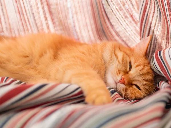 Χαριτωμένη Γάτα Τζίντζερ Κρύβεται Στο Περβάζι Του Παραθύρου Ριγέ Κουρτίνες — Φωτογραφία Αρχείου