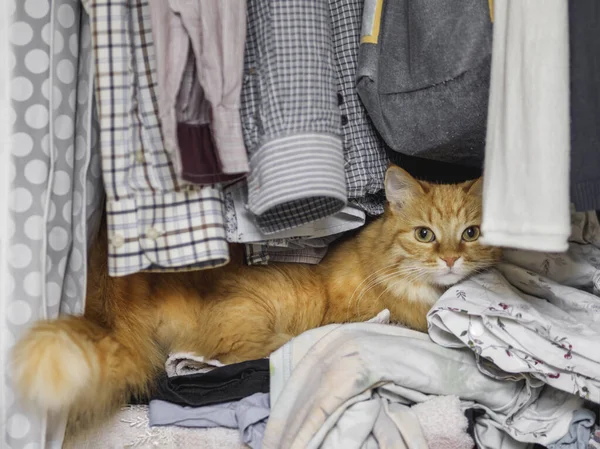 Aranyos Vörös Macska Egy Halom Ruhán Alszik Bolyhos Kisállatnak Szunyókálnia Jogdíjmentes Stock Képek