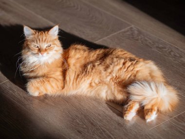 Sevimli kızıl kedi ahşap zeminde yatıyor. Evdeki tüylü hayvan güneş ışığıyla aydınlatılmış. Yerde ışık ve gölge.