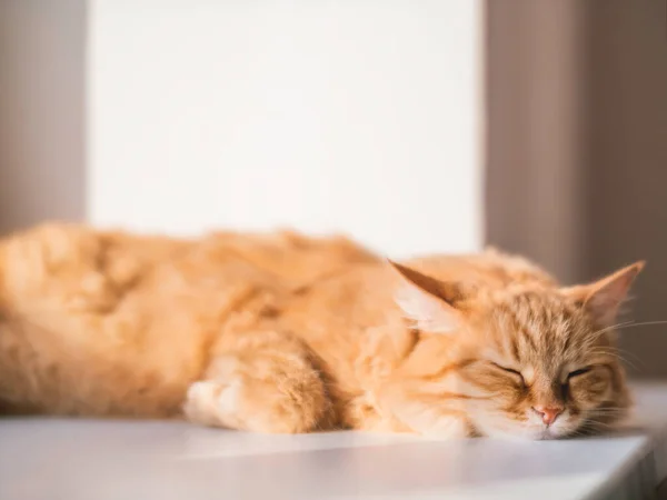 かわいい生姜猫はまだ窓の上で眠る ふわふわのペットは日光浴ができます 居心地の良い家 快適さと静けさ — ストック写真
