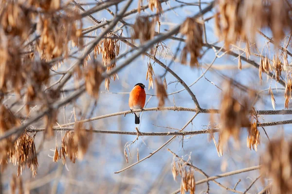 Mannelijke Bullfinch Eet Esdoorn Zaden Heldere Kleurrijke Vogel Zittend Boomtak — Stockfoto