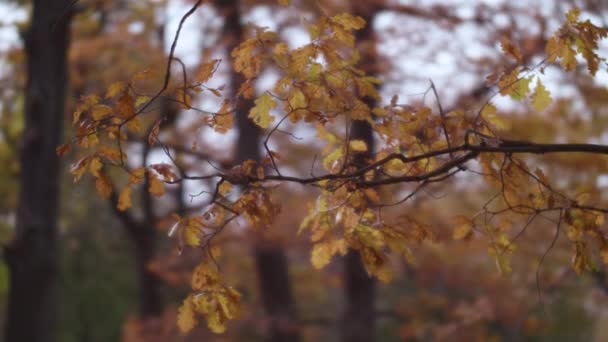 Höstbakgrund med gula eklöv på grenen. Sista löven faller av före vintern. Höstsäsong. — Stockvideo