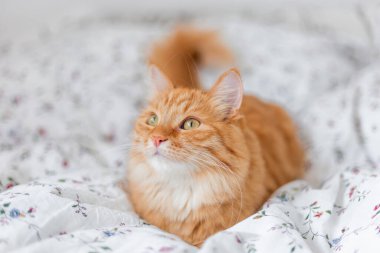 Meraklı kızıl kedi yatakta yatıyor. Pofuduk evcil hayvan beyaz çarşaflarda dinleniyor. Komik evcil hayvan..