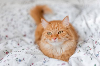 Meraklı kızıl kedi yatakta yatıyor. Pofuduk evcil hayvan beyaz çarşaflarda dinleniyor. Komik evcil hayvan..