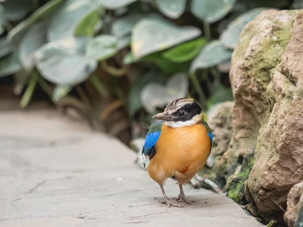 Retrato Completo Pitta Asa Azul Pitta Moluccensis Pássaro Passeriforme Colorido — Fotografia de Stock