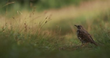 Song Ardıç kuşu ya da Turdus Philomelos sahada ayakta duruyor. Sarı sonbahar otlarının arasında küçük kahverengi kuş. Sonbahar sezonu.