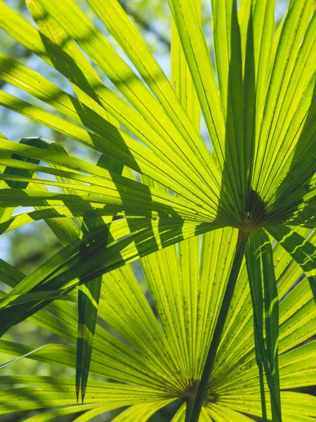 Sol Brilla Las Hojas Las Palmeras Árbol Tropical Con Follaje — Foto de Stock