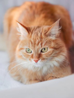 Meraklı kızıl kedi yatakta yatıyor. Pofuduk evcil hayvan beyaz çarşaflarda dinleniyor. Komik evcil hayvan..