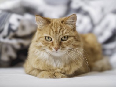 Meraklı kızıl kedi yatakta yatıyor. Pofuduk evcil hayvan beyaz çarşaflarda dinleniyor. Komik evcil hayvan..