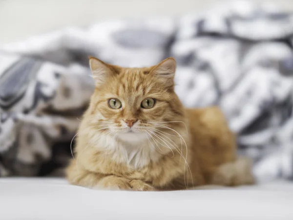 好奇心旺盛な生姜猫が寝そべっている ふわふわのペットは白いリネンでリラックスしています 面白い家畜 — ストック写真