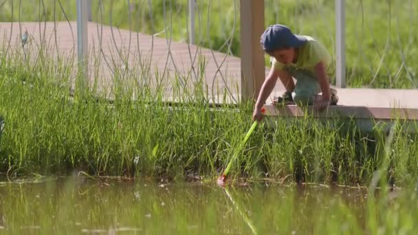 Lilla pojken försöker fånga något från dammen med fjärilsnät. Sommaraktiviteter för barn. Varmt väder. — Stockvideo