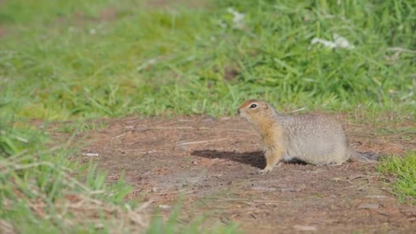 Arctic ground squirrel sits in grass and stares curiously in camera. Kamchatka peninsula, Russia. — Vídeo de Stock