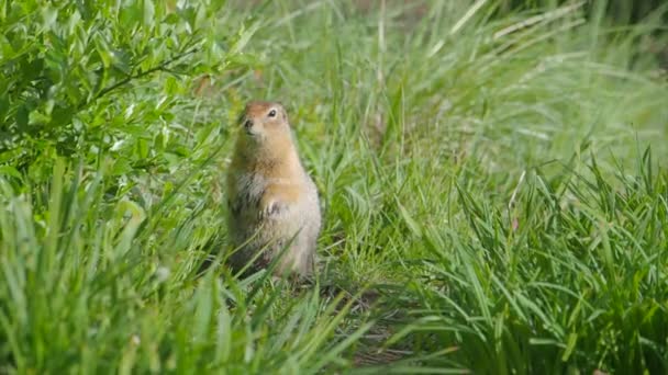L'écureuil terrestre de l'Arctique est assis dans l'herbe et regarde curieusement devant lui. Péninsule du Kamchatka, Russie. — Video