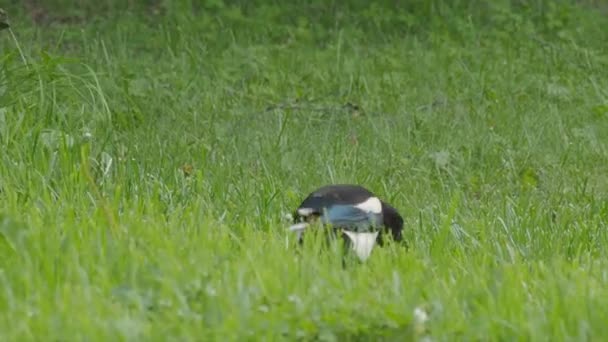 Euroasijská straka nebo Pica Pica. Ptáci chodí po trávníku a hledají hmyz. — Stock video