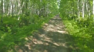 Yaz mevsiminde Rusya 'nın Kamçatka yarımadasında Birch Ormanı. Hareket halindeki arabadan yola bak.