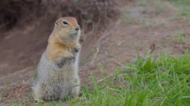 Arktik yer sincabı çimenlerde oturur ve kameraya merakla bakar. Kamçatka Yarımadası, Rusya.