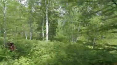 Yaz mevsiminde Rusya 'nın Kamçatka yarımadasında Birch Ormanı. Hareket halindeki arabadan görüntüle.