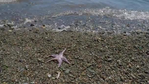 Mořská hvězda leží na oblázkové pláži poblíž mořského příboje. Poloostrov Kamčatka, Rusko. — Stock video