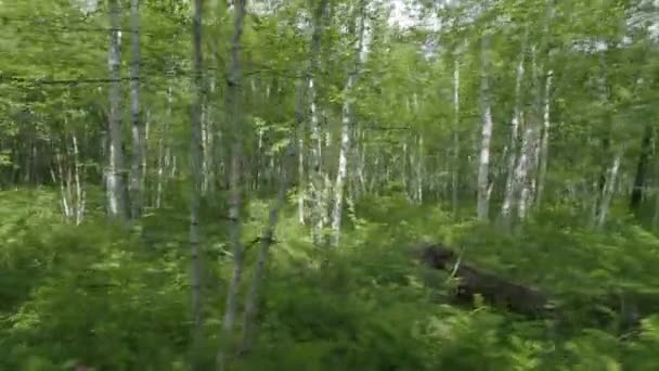 Birch forest at summer on Kamchatka peninsula, Russia. View from moving car. — Vídeo de Stock