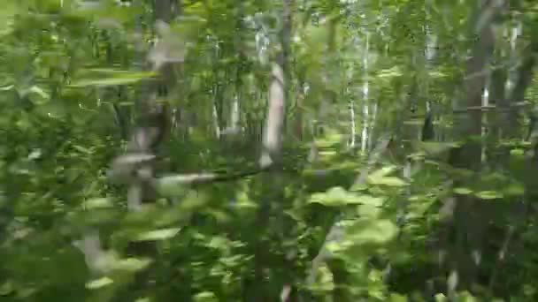 Birch forest at summer on Kamchatka peninsula, Russia. View from moving car. — 图库视频影像