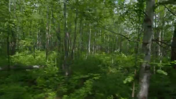 Březový les v létě na poloostrově Kamčatka, Rusko. Pohled z jedoucího auta. — Stock video