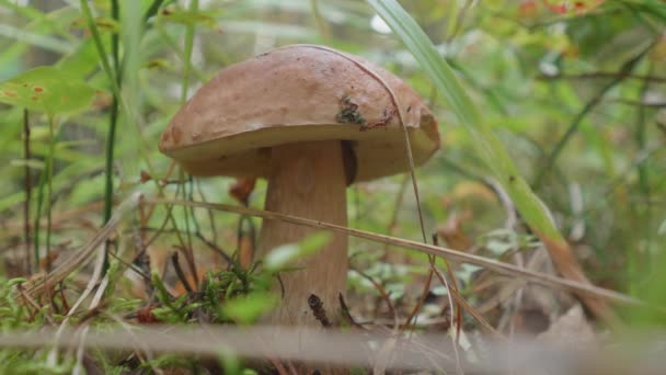 Natürlicher Herbst-Hintergrund mit Birkenpilz zwischen Gras und abgefallenen Blättern. — Stockvideo