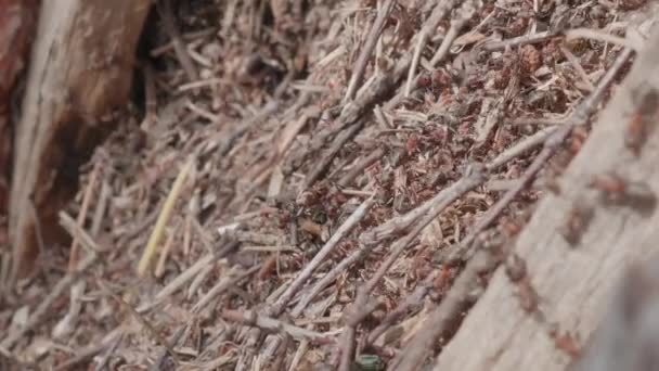 Chiudi il filmato di formiche in movimento. Gli insetti collettivi lavorano nel formicaio. — Video Stock