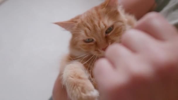Man cuddles cute ginger cat. Snuggle time with fluffy pet. Domestic animal playfully bites him. — Vídeo de Stock