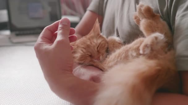 Man cuddles cute ginger cat. Snuggle time with fluffy pet. Domestic animal purrs with pleasure. — Video Stock