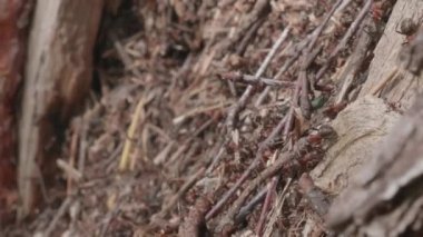 Hareket eden karıncaların görüntülerini kapatın. Toplu böcekler karınca yuvasında çalışır..