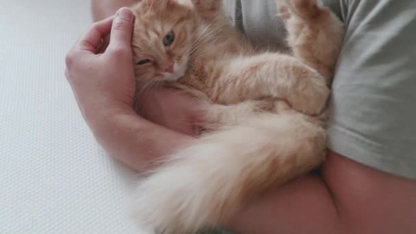 Мужчина обнимает милую рыжую кошку. Время обниматься с пушистым питомцем. Бытовое животное мурлычет с удовольствием. — стоковое видео