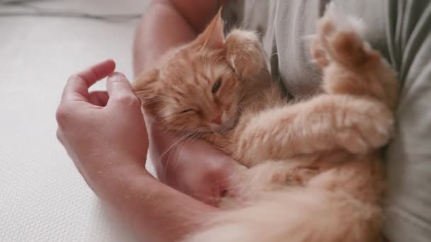 Man cuddles cute ginger cat. Snuggle time with fluffy pet. Domestic animal purrs with pleasure. — Vídeo de Stock