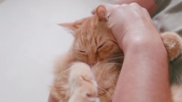 Man cuddles cute ginger cat. Snuggle time with fluffy pet. Domestic animal purrs with pleasure. — Vídeo de Stock