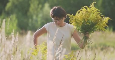 Kadın, sonbahar sahasında Solidago 'yu seçiyor. Çiçekçi iş başında. Evin iç kısımları için sarı çiçekleri dekoratif buket olarak kullanırlar..
