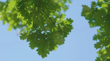Meşe yaprağının alt manzarası. Açık mavi gökyüzü arka planında yeşil yapraklar. Yaz doğal arka plan.