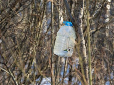 Chickadee içeride donmuş ağaç dalında besleniyor. Plastik şişenin tekrar kullanımı. Sıfır kayıp. Kış ormanında renkli bir kuş.
