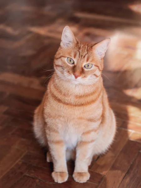 Ginger Tabby Cat Waits Food Serious Pet Looks Pet Owner — Stockfoto