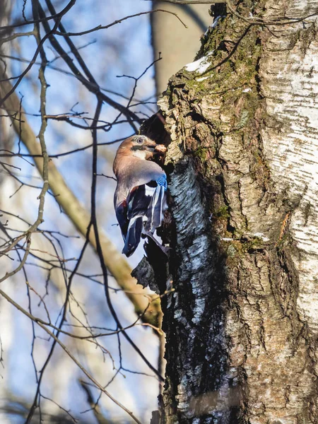 Gaio Eurasiano Garrulus Glandarius Está Escondendo Comida Dentro Casca Árvore — Fotografia de Stock