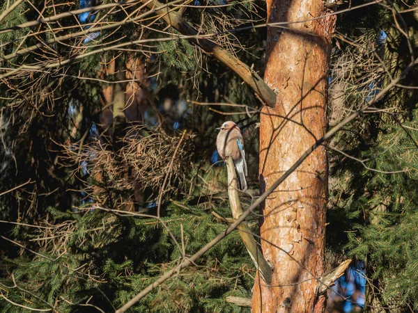 Gaio Eurasiano Garrulus Glandarius Está Sentado Ramo Abeto Pássaro Colorido — Fotografia de Stock