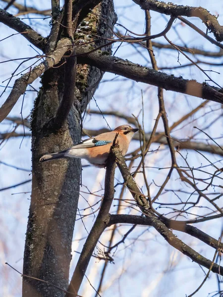 Eurasian Jay Garrulus Glandarius Sitting Tree Branch Colorful Bird Winter — стоковое фото