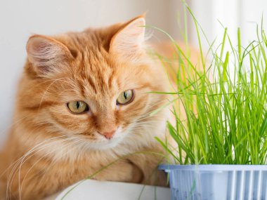Tatlı zencefilli kedi bunun için ekilmiş çimenleri kokluyor. Pofuduk evcil hayvan, yeşil fidanlara merakla bakıyor. Yiyecek için plastik kutuların tekrar kullanılması. Sıfır atık.