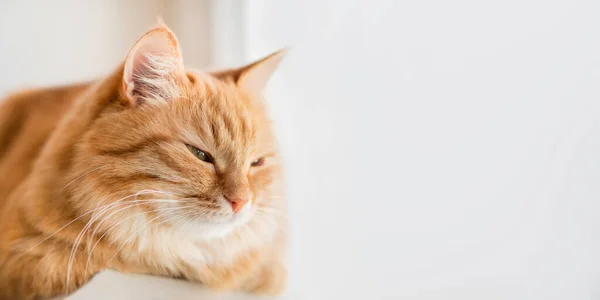 Sleepy Ginger Cat Relaks Window Sill Hewan Peliharaan Fluffy Telah Stok Gambar Bebas Royalti