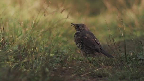 Tordo de la canción o Turdus philomelos se encuentra en el camino en el campo. Pequeño pájaro marrón entre hierba amarilla de otoño. Temporada de otoño. — Vídeos de Stock