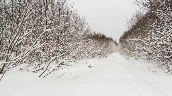 Tél Természetes Háttér Fák Alatt Vidéki Táj Havas Bokrok Között — Stock Fotó