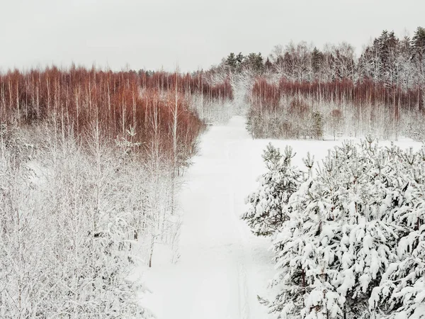 Fundo Natural Inverno Com Árvores Sob Neve Paisagem Rural Caminho — Fotografia de Stock